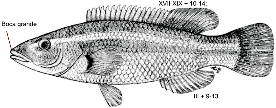 Labrus viridis_0001.jpg